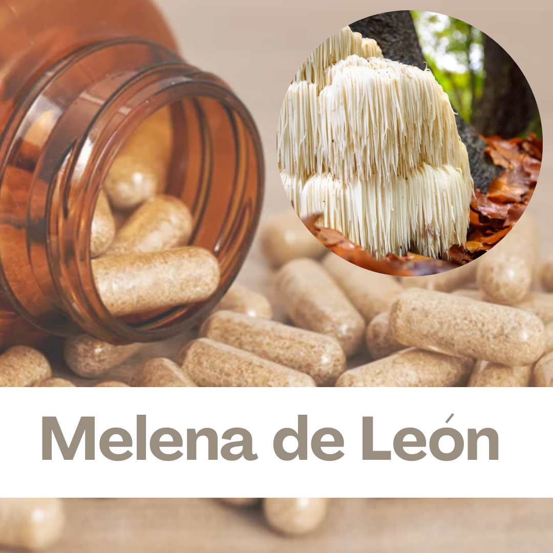MELENA DE LEÓN 500mg